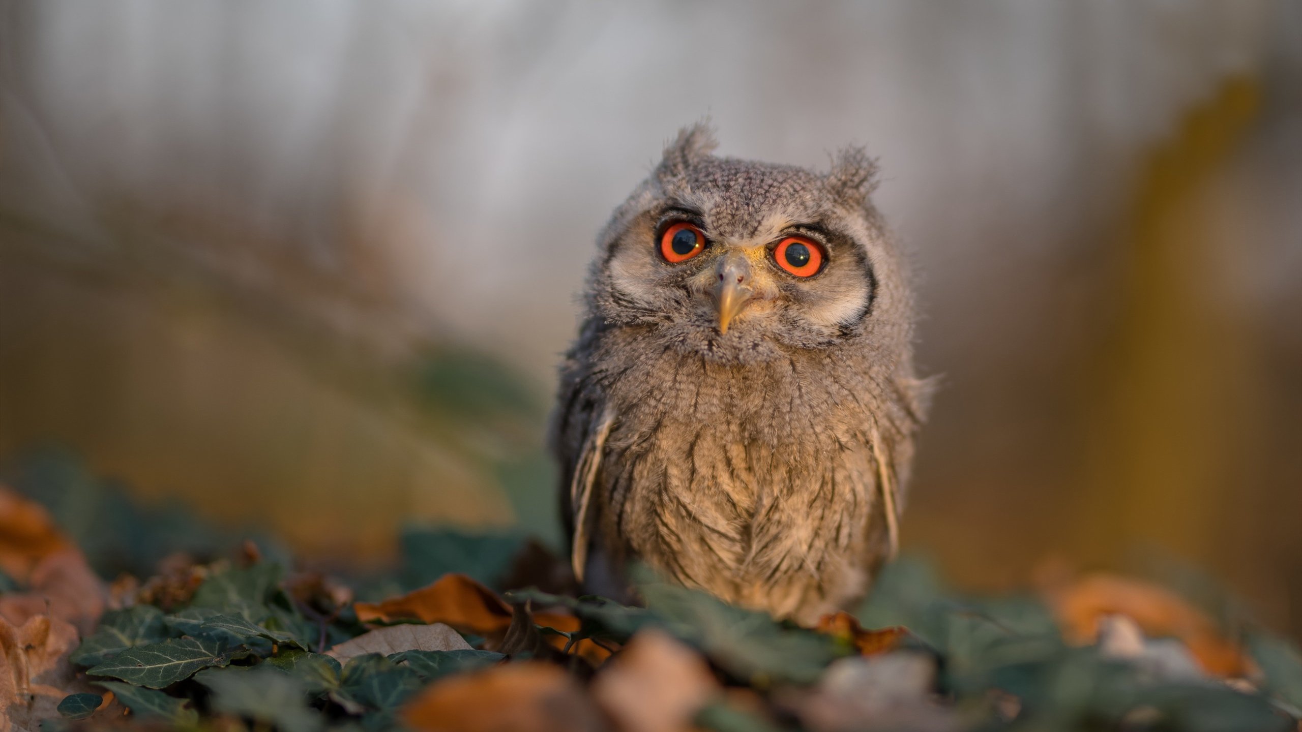 全国青少年攀岩锦标赛深圳站掀起高潮,第五届全国青少年攀岩锦标赛